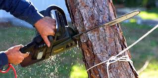 Best Soil Testing and Treatment  in Cokato, MN