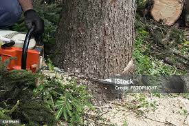 Best Tree Removal  in Cokato, MN