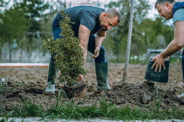 Best Tree Planting  in Cokato, MN