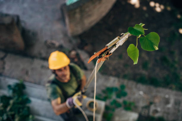 Best Tree Removal  in Cokato, MN
